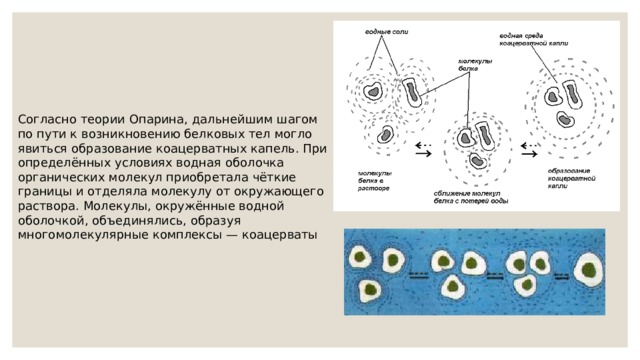 Согласно теории Опарина, дальнейшим шагом по пути к возникновению белковых тел могло явиться образование коацерватных капель. При определённых условиях водная оболочка органических молекул приобретала чёткие границы и отделяла молекулу от окружающего раствора. Молекулы, окружённые водной оболочкой, объединялись, образуя многомолекулярные комплексы — коацерваты 