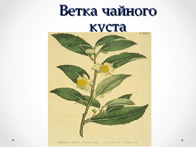 Ветка чайного куста  