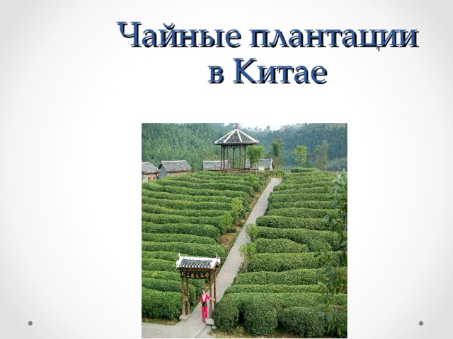 Чайные плантации в Китае 