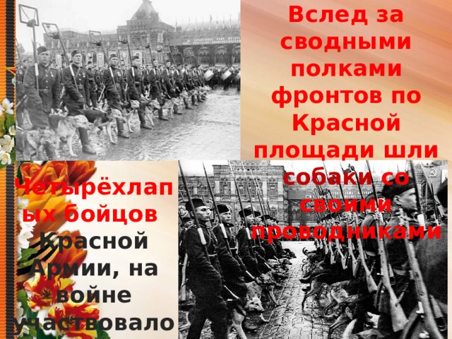 Вслед за сводными полками фронтов по Красной площади шли собаки со своими проводниками Четырёхлапых бойцов Красной Армии, на войне участвовало 60 тысяч 