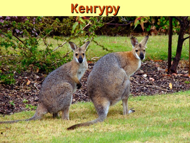 Кенгуру 