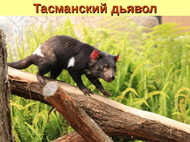 Тасманский дьявол 