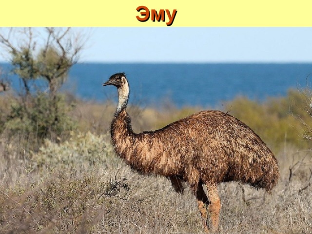 Эму 