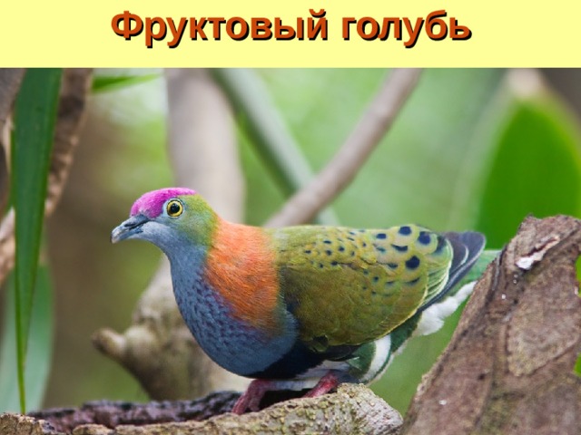 Фруктовый голубь 
