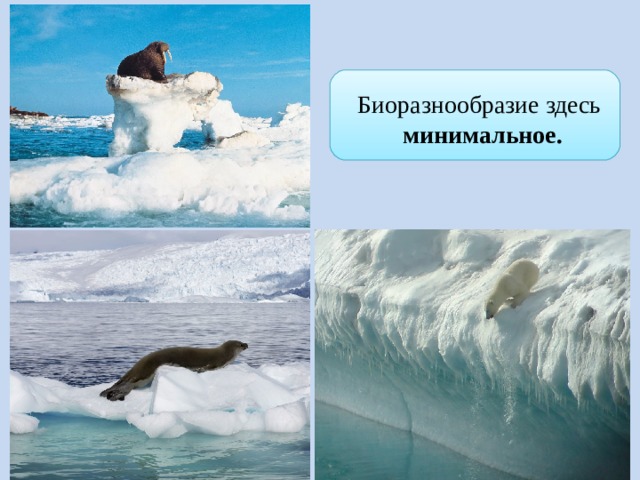 Биоразнообразие здесь минимальное. 6 