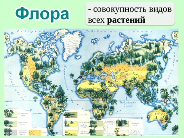 - совокупность видов всех растений 
