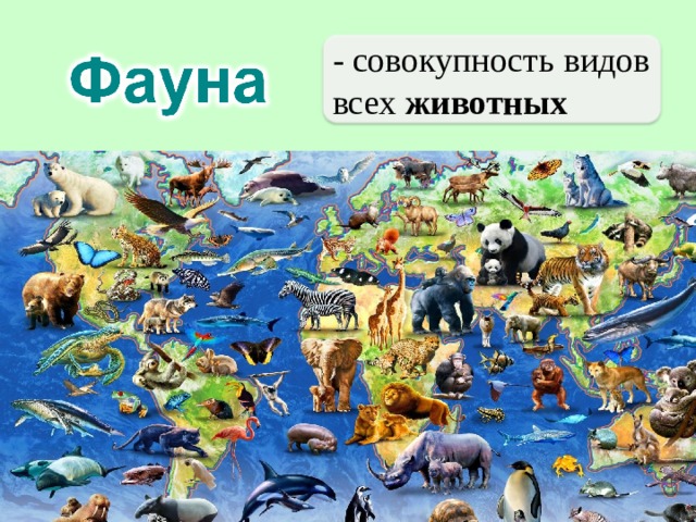 - совокупность видов всех животных 
