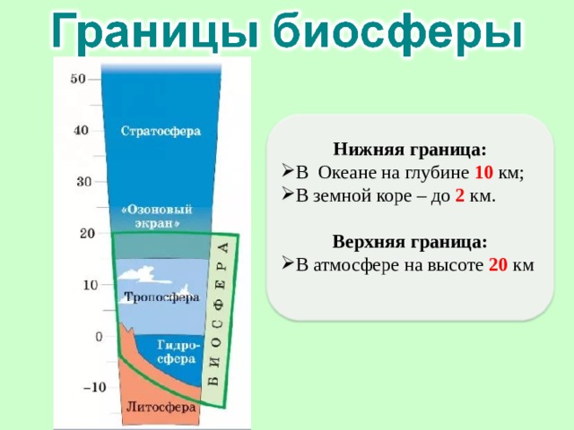 Нижняя граница: В Океане на глубине 10 км; В земной коре – до 2 км.  Верхняя граница: В атмосфере на высоте 20 км  