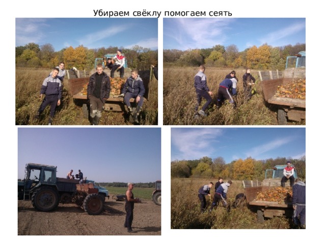 Убираем свёклу помогаем сеять 