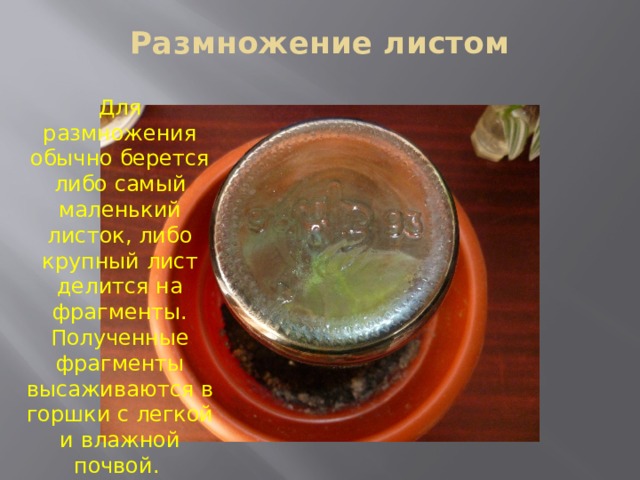 Размножение листом   Для размножения обычно берется либо самый маленький листок, либо крупный лист делится на фрагменты. Полученные фрагменты высаживаются в горшки с легкой и влажной почвой.  