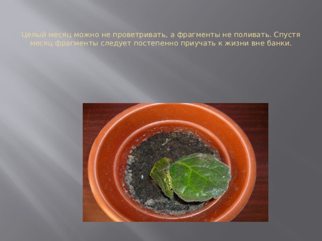   Целый месяц можно не проветривать, а фрагменты не поливать. Спустя месяц фрагменты следует постепенно приучать к жизни вне банки. 