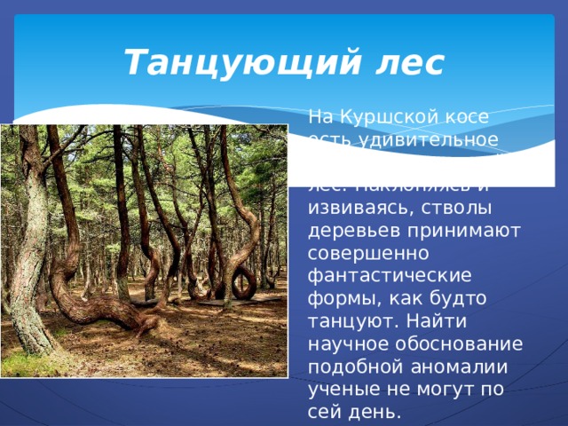 Танцующий лес На Куршской косе есть удивительное место – Танцующий лес. Наклоняясь и извиваясь, стволы деревьев принимают совершенно фантастические формы, как будто танцуют. Найти научное обоснование подобной аномалии ученые не могут по сей день. 