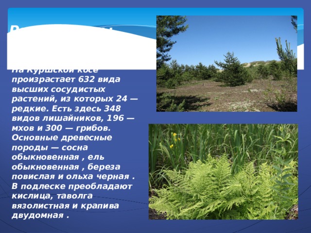 Растительный мир На Куршской косе произрастает 632 вида высших сосудистых растений, из которых 24 — редкие. Есть здесь 348 видов лишайников, 196 — мхов и 300 — грибов. Основные древесные породы — сосна обыкновенная , ель обыкновенная , береза повислая и ольха черная . В подлеске преобладают кислица, таволга вязолистная и крапива двудомная . 