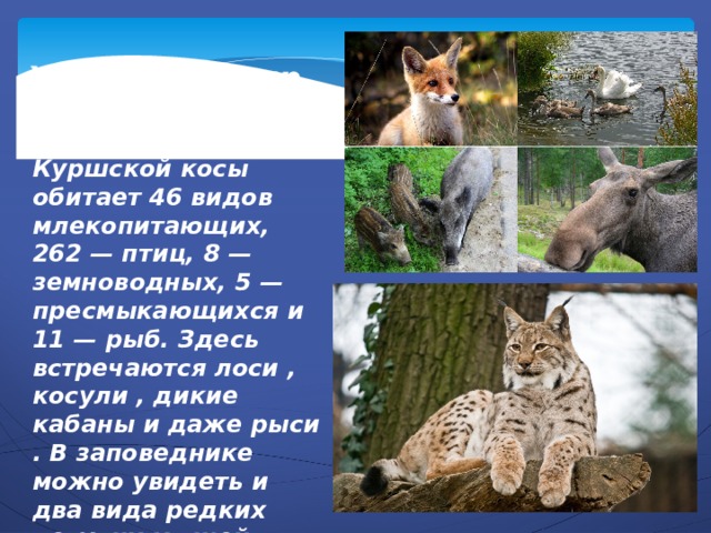 Животный мир На территории Куршской косы обитает 46 видов млекопитающих, 262 — птиц, 8 — земноводных, 5 — пресмыкающихся и 11 — рыб. Здесь встречаются лоси , косули , дикие кабаны и даже рыси . В заповеднике можно увидеть и два вида редких летучих мышей — ночницу прудовую и широкоушку европейскую . 