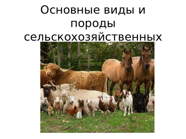 Основные виды и породы сельскохозяйственных животных. 