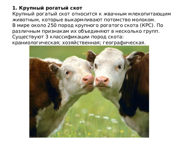 1. Крупный рогатый скот Крупный рогатый скот относится к жвачным млекопитающим животным, которые выкармливают потомство молоком. В мире около 250 пород крупного рогатого скота (КРС). По различным признакам их объединяют в несколько групп. Существуют 3 классификации пород скота: краниологическая; хозяйственная; географическая. 