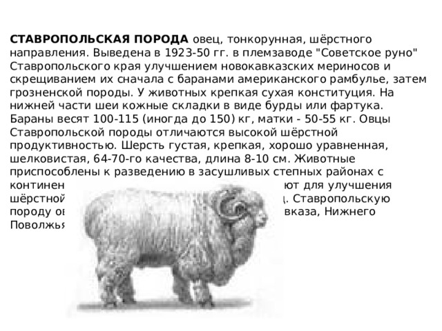 СТАВРОПОЛЬСКАЯ ПОРОДА овец, тонкорунная, шёрстного направления. Выведена в 1923-50 гг. в племзаводе 