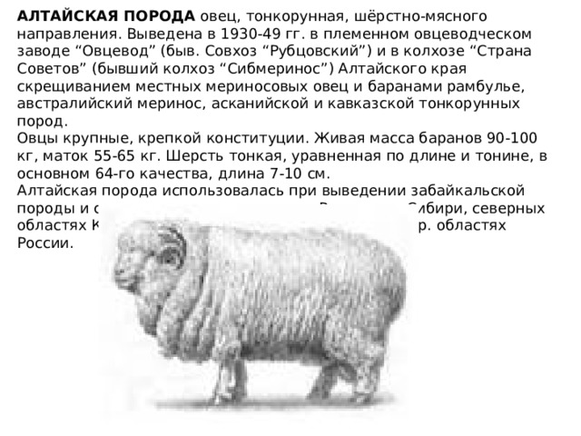 АЛТАЙСКАЯ ПОРОДА  овец, тонкорунная, шёрстно-мясного направления. Выведена в 1930-49 гг. в племенном овцеводческом заводе “Овцевод” (быв. Совхоз “Рубцовский”) и в колхозе “Страна Советов” (бывший колхоз “Сибмеринос”) Алтайского края скрещиванием местных мериносовых овец и баранами рамбулье, австралийский меринос, асканийской и кавказской тонкорунных пород. Овцы крупные, крепкой конституции. Живая масса баранов 90-100 кг, маток 55-65 кг. Шерсть тонкая, уравненная по длине и тонине, в основном 64-го качества, длина 7-10 см. Алтайская порода использовалась при выведении забайкальской породы и североказахского мериноса. Разводят в Сибири, северных областях Казахстана, в Башкирии, Челябинской и др. областях России. 