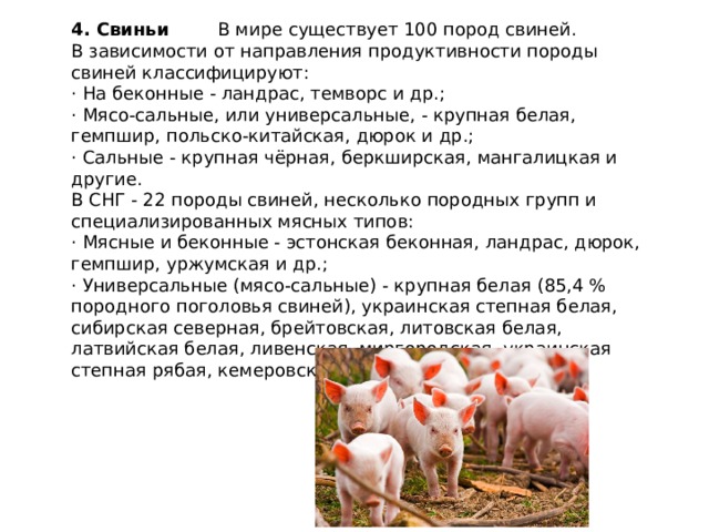 4. Свиньи В мире существует 100 пород свиней. В зависимости от направления продуктивности породы свиней классифицируют: · На беконные - ландрас, темворс и др.; · Мясо-сальные, или универсальные, - крупная белая, гемпшир, польско-китайская, дюрок и др.; · Сальные - крупная чёрная, беркширская, мангалицкая и другие. В СНГ - 22 породы свиней, несколько породных групп и специализированных мясных типов: · Мясные и беконные - эстонская беконная, ландрас, дюрок, гемпшир, уржумская и др.; · Универсальные (мясо-сальные) - крупная белая (85,4 % породного поголовья свиней), украинская степная белая, сибирская северная, брейтовская, литовская белая, латвийская белая, ливенская, миргородская, украинская степная рябая, кемеровская, муромская и др. 