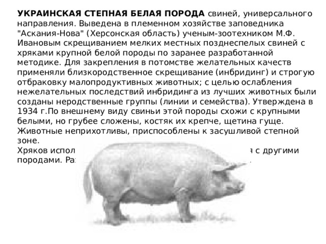 УКРАИНСКАЯ СТЕПНАЯ БЕЛАЯ ПОРОДА  свиней, универсального направления. Выведена в племенном хозяйстве заповедника 