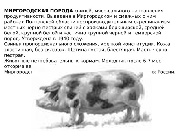МИРГОРОДСКАЯ ПОРОДА  свиней, мясо-сального направления продуктивности. Выведена в Миргородском и смежных с ним районах Полтавской области воспроизводительным скрещиванием местных черно-пестрых свиней с хряками беркширской, средней белой, крупной белой и частично крупной черной и темворской пород. Утверждена в 1940 году. Свиньи пропорционального сложения, крепкой конституции. Кожа эластичная, без складок. Щетина густая, блестящая. Масть черно-пестрая. Животные нетребовательны к кормам. Молодняк после 6-7 мес. откорма весит до 100 кг. Миргородскую породу разводят в Украине и южных областях России. 