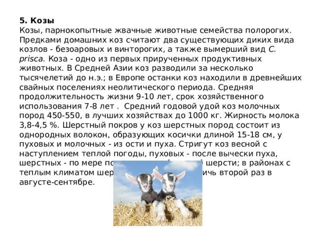5. Козы Козы, парнокопытные жвачные животные семейства полорогих. Предками домашних коз считают два существующих диких вида козлов - безоаровых и винторогих, а также вымерший вид  C. prisca.  Коза - одно из первых прирученных продуктивных животных. В Средней Азии коз разводили за несколько тысячелетий до н.э.; в Европе останки коз находили в древнейших свайных поселениях неолитического периода. Средняя продолжительность жизни 9-10 лет, срок хозяйственного использования 7-8 лет . Средний годовой удой коз молочных пород 450-550, в лучших хозяйствах до 1000 кг. Жирность молока 3,8-4,5 %. Шерстный покров у коз шерстных пород состоит из однородных волокон, образующих косички длиной 15-18 см, у пуховых и молочных - из ости и пуха. Стригут коз весной с наступлением теплой погоды, пуховых - после вычески пуха, шерстных - по мере подрунивания (линьки) шерсти; в районах с теплым климатом шерстных коз можно стричь второй раз в августе-сентябре.  