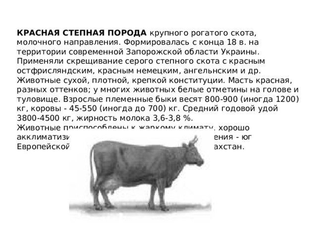 КРАСНАЯ СТЕПНАЯ ПОРОДА крупного рогатого скота, молочного направления. Формировалась с конца 18 в. на территории современной Запорожской области Украины. Применяли скрещивание серого степного скота с красным остфрисляндским, красным немецким, ангельнским и др. Животные сухой, плотной, крепкой конституции. Масть красная, разных оттенков; у многих животных белые отметины на голове и туловище. Взрослые племенные быки весят 800-900 (иногда 1200) кг, коровы - 45-550 (иногда до 700) кг. Средний годовой удой 3800-4500 кг, жирность молока 3,6-3,8 %. Животные приспособлены к жаркому климату, хорошо акклиматизируются. Основные районы разведения - юг Европейской части СНГ, Западная Сибирь, Казахстан. 