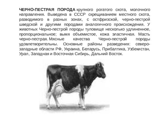 ЧЕРНО-ПЕСТРАЯ ПОРОДА  крупного рогатого скота, молочного направления. Выведена в СССР скрещиванием местного скота, разводимого в разных зонах, с остфризской, черно-пестрой шведской и другими породами аналогичного происхождения. У животных Черно-пестрой породы туловище несколько удлиненное, пропорциональное; вымя объемистое, кожа эластичная. Масть черно-пестрая. Мясные качества Черно-пестрой породы удовлетворительны. Основные районы разведения: северо-западные области РФ, Украина, Беларусь, Прибалтика, Узбекистан, Урал, Западная и Восточная Сибирь, Дальний Восток. 