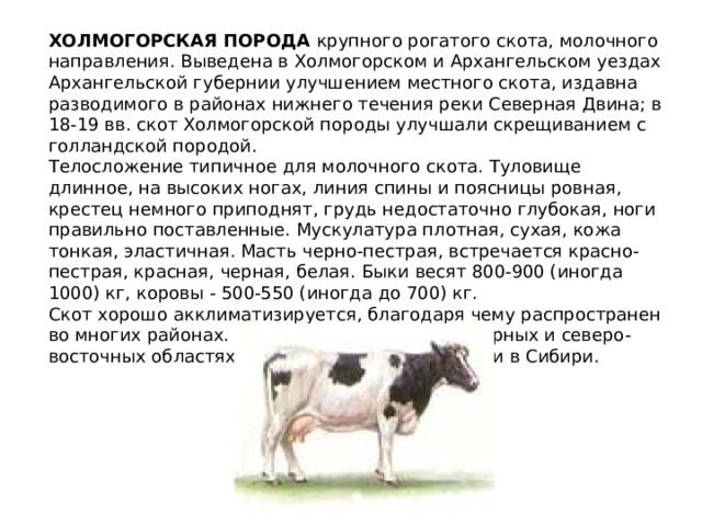 ХОЛМОГОРСКАЯ ПОРОДА крупного рогатого скота, молочного направления. Выведена в Холмогорском и Архангельском уездах Архангельской губернии улучшением местного скота, издавна разводимого в районах нижнего течения реки Северная Двина; в 18-19 вв. скот Холмогорской породы улучшали скрещиванием с голландской породой. Телосложение типичное для молочного скота. Туловище длинное, на высоких ногах, линия спины и поясницы ровная, крестец немного приподнят, грудь недостаточно глубокая, ноги правильно поставленные. Мускулатура плотная, сухая, кожа тонкая, эластичная. Масть черно-пестрая, встречается красно-пестрая, красная, черная, белая. Быки весят 800-900 (иногда 1000) кг, коровы - 500-550 (иногда до 700) кг. Скот хорошо акклиматизируется, благодаря чему распространен во многих районах. Разводят в основном в северных и северо-восточных областях Европейской части России и в Сибири. 