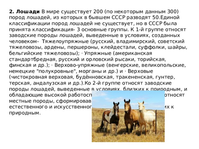 2. Лошади  В мире существует 200 (по некоторым данным 300) пород лошадей, из которых в бывшем СССР разводят 50.Единой классификации пород лошадей не существует, но в СССР была принята классификация- 3 основные группы. К 1-й группе относят заводские породы лошадей, выведенные в условиях, созданных человеком- Тяжелоупряжные (русский, владимирский, советский тяжеловозы, ардены, першероны, клейдестали, суффолки, шайры, бельгийские тяжеловозы); · Упряжные (американская стандартбредная, русский и орловский рысаки, торийская, финская и др.); · Верхово-упряжные (венгерские, великопольские, немецкие 