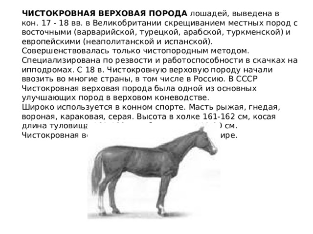 ЧИСТОКРОВНАЯ ВЕРХОВАЯ ПОРОДА  лошадей, выведена в кон. 17 - 18 вв. в Великобритании скрещиванием местных пород с восточными (варварийской, турецкой, арабской, туркменской) и европейскими (неаполитанской и испанской). Совершенствовалась только чистопородным методом. Специализирована по резвости и работоспособности в скачках на ипподромах. С 18 в. Чистокровную верховую породу начали ввозить во многие страны, в том числе в Россию. В СССР Чистокровная верховая порода была одной из основных улучшающих пород в верховом коневодстве. Широко используется в конном спорте. Масть рыжая, гнедая, вороная, караковая, серая. Высота в холке 161-162 см, косая длина туловища 160-163 см, обхват пясти 19-20 см. Чистокровная верховая порода - резвейшая в мире. 