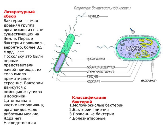 Литературный обзор Бактерии – самая древняя группа организмов из ныне существующих на Земле. Первые бактерии появились, вероятно, более 3,5 млрд. лет. Поскольку это были первые представители живой природы, их тело имело примитивное строение. Бактерии движутся с помощью жгутиков и ворсинок. Цитоплазма в клетке неподвижна, органоидов мало, рибосомы мелкие. Ядра нет. Наследственная информация записана в кольцевой молекуле ДНК. Клетка покрыта слизистой капсулой, клеточной стенкой и мембраной. Классификация бактерий 1.Молочнокислые бактерии 2.Бактерии гниения 3.Почвенные бактерии 4.Болезнетворные  