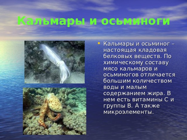 Кальмары и осьминоги Кальмары и осьминог – настоящая кладовая белковых веществ. По химическому составу мясо кальмаров и осьминогов отличается большим количеством воды и малым содержанием жира. В нем есть витамины С и группы В. А также микроэлементы. 