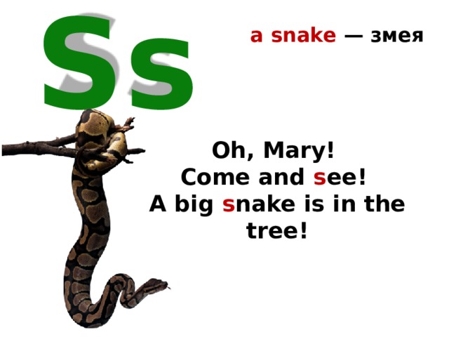 a snake — змея  Ss Oh, Mary! Come and s ee! A big s nake is in the tree! 