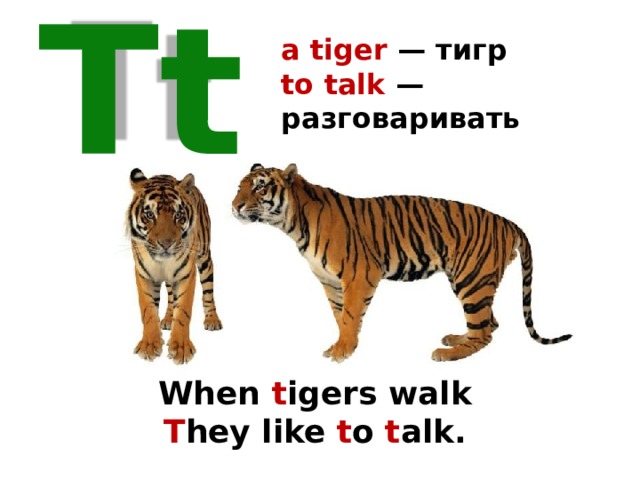 a tiger — тигр  to talk — разговаривать Tt When t igers walk T hey like t o t alk. 