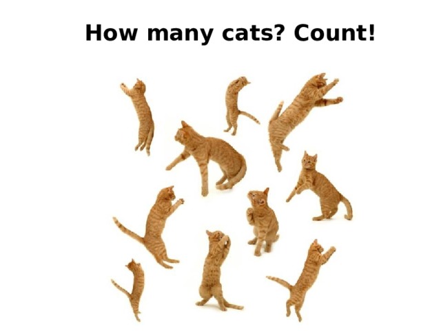 Ноw many cats? Count! 