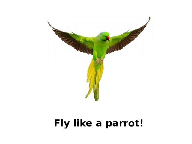 Fly like a parrot! 
