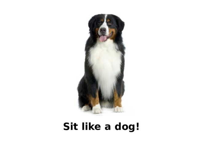 Sit like a dog! 