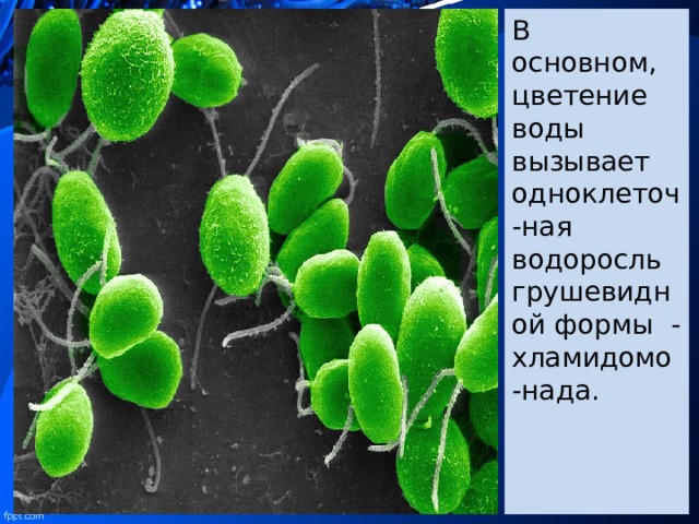 В основном, цветение воды вызывает одноклеточ-ная водоросль грушевидной формы - хламидомо-нада. 
