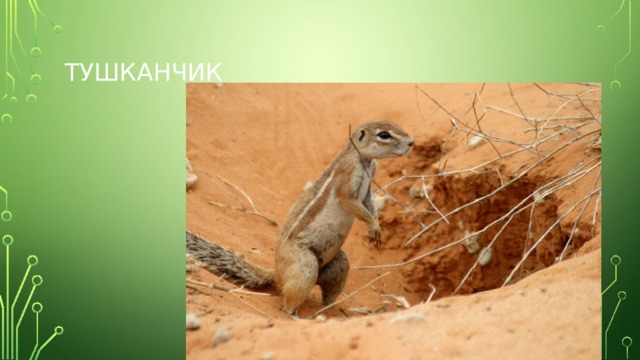 Тушканчик 