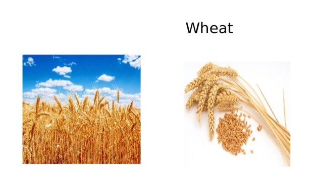  Wheat 