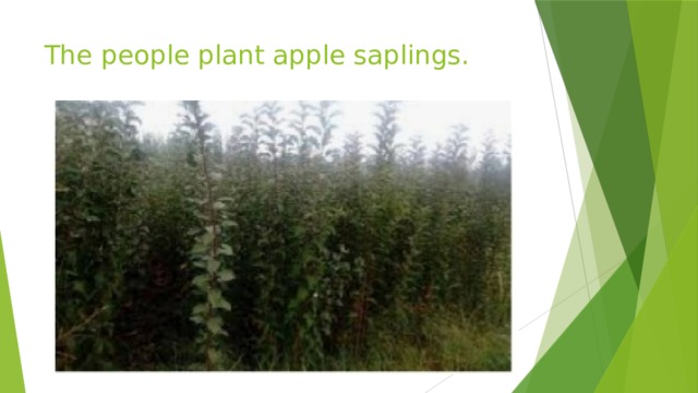 The people plant apple saplings. 