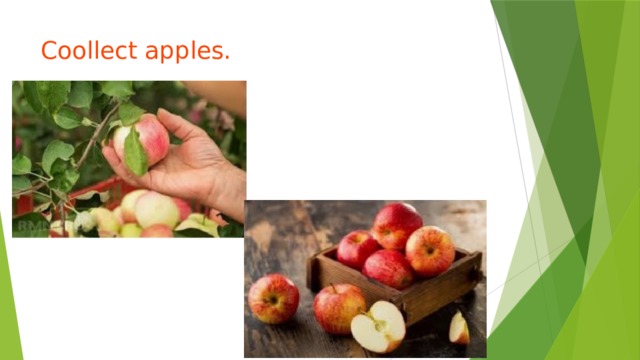 Coollect apples. 