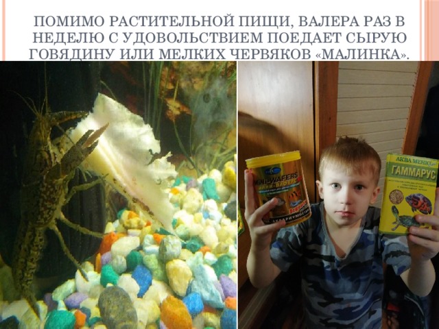 Помимо растительной пищи, Валера раз в неделю с удовольствием поедает сырую говядину или мелких червяков «Малинка».