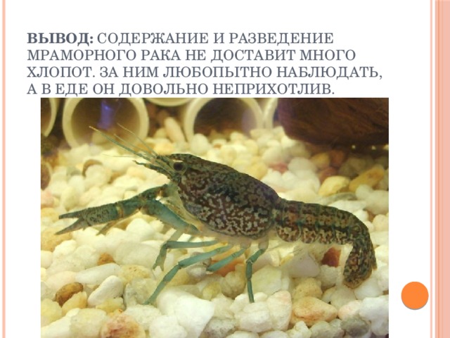 Вывод: Содержание и разведение мраморного рака не доставит много хлопот. За ним любопытно наблюдать, а в еде он довольно неприхотлив.