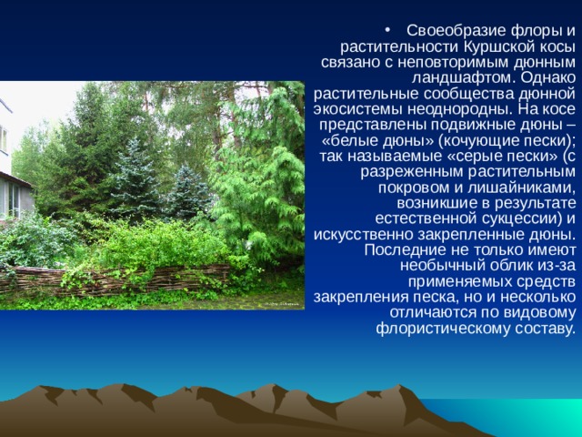 Своеобразие флоры и растительности Куршской косы связано с неповторимым дюнным ландшафтом. Однако растительные сообщества дюнной экосистемы неоднородны. На косе представлены подвижные дюны – «белые дюны» (кочующие пески); так называемые «серые пески» (с разреженным растительным покровом и лишайниками, возникшие в результате естественной сукцессии) и искусственно закрепленные дюны. Последние не только имеют необычный облик из-за применяемых средств закрепления песка, но и несколько отличаются по видовому флористическому составу.   