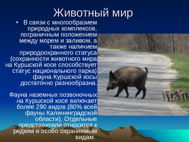 В связи с многообразием природных комплексов, пограничным положением между морем и заливом, а также наличием природоохранного статуса (сохранности животного мира на Куршской косе способствует статус национального парка) фауна Куршской косы достаточно разнообразна.   Фауна наземных позвоночных на Куршской косе включает более 290 видов (80% всей фауны Калининградской области). Отдельные представители относятся к редким и особо охраняемым видам. 