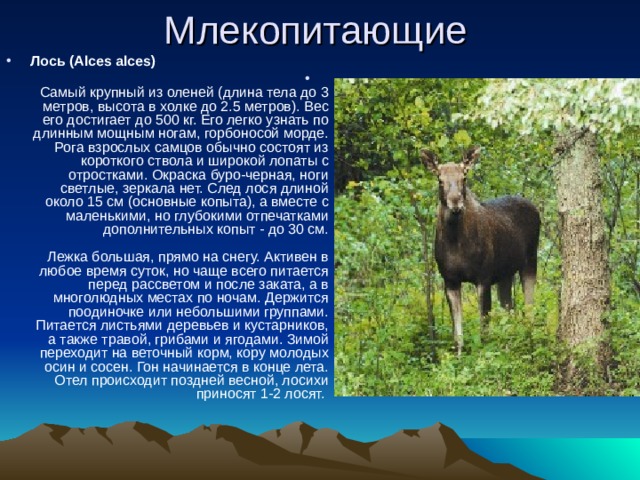 Лось (Alces alces)   Самый крупный из оленей (длина тела до 3 метров, высота в холке до 2.5 метров). Вес его достигает до 500 кг. Его легко узнать по длинным мощным ногам, горбоносой морде. Рога взрослых самцов обычно состоят из короткого ствола и широкой лопаты с отростками. Окраска буро-черная, ноги светлые, зеркала нет. След лося длиной около 15 см (основные копыта), а вместе с маленькими, но глубокими отпечатками дополнительных копыт - до 30 см.   Лежка большая, прямо на снегу. Активен в любое время суток, но чаще всего питается перед рассветом и после заката, а в многолюдных местах по ночам. Держится поодиночке или небольшими группами. Питается листьями деревьев и кустарников, а также травой, грибами и ягодами. Зимой переходит на веточный корм, кору молодых осин и сосен. Гон начинается в конце лета. Отел происходит поздней весной, лосихи приносят 1-2 лосят. 