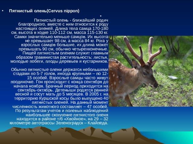 Пятнистый олень(Cervus nippon)   Пятнистый олень - ближайший родич благородного, вместе с ним относится к роду настоящих оленей. Длина тела самца 170-180 см, высота в ходке 110-112 см, масса 115-130 кг. Самки значительно меньше самцов. Их высота не превышает 98 см, а масса 84 кг. Рога у взрослых самцов большие, их длина может превышать 90 см, обычно четырехконечные. Пищей пятнистым оленям служит главным образом травянистая растительность: листья, молодые побеги, плоды деревьев и кустарников.   Обычно пятнистые олени держатся небольшими стадами по 5-7 голов, иногда крупными – по 12-15 особей. Взрослые самцы часто живут поодиночке. Гон происходит с конца сентября до начала ноября. Брачный период приходится на сентябрь-октябрь. Детеныши родятся ранней весной и сосут мать до 5 месяцев. В 2005 г. на территорию Куршской косы было выпущено 40 пятнистых оленей. На данный момент численность животного составляет – 47 особей. По результатам учетов и полевых наблюдений наибольшее скопление пятнистого оленя находится в районе т/б «Хвойное», на 29 – 32 километре автотрассы Зеленоградск – Клайпеда. 