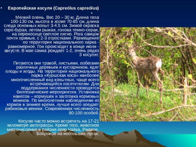 Европейская косуля (Capreólus capreólus)    Мелкий олень. Вес 20 – 30 кг. Длина тела 100-130 см, высота в холке 70-85 см, длина следа основных копыт 3-4.5 см. Зимой окраска серо-бурая, летом рыжая, голова темно-серая, на переносице светлое пятно. Рога самцов почти прямые, с 2-3 отростками. Размещение по территории национального парка - равномерное. Гон происходит в конце июля - августе. В мае самка рождает 1-2, очень редко 3 косулят.   Питаются они травой, листьями, побегами различных деревьев и кустарников, едят плоды и ягоды. На территории национального парка «Куршская коса» наиболее многочисленный вид копытных, чаще всего встречающийся посетителям. Для поддержания численности проводятся биотехнические мероприятия. Установка навесов – кормушек и заготовка кормовых веников. По многолетним наблюдениям из кормов в зимнее время, лучше всего поедает рябиновые веники. Современная численность 80-100 особей.   Косулю часто можно встретить на 17-21 километре автотрассы. Кроме того, животное многочисленно в районе озер Чайка, Ржавое, Бобровое на небольших лугах.   